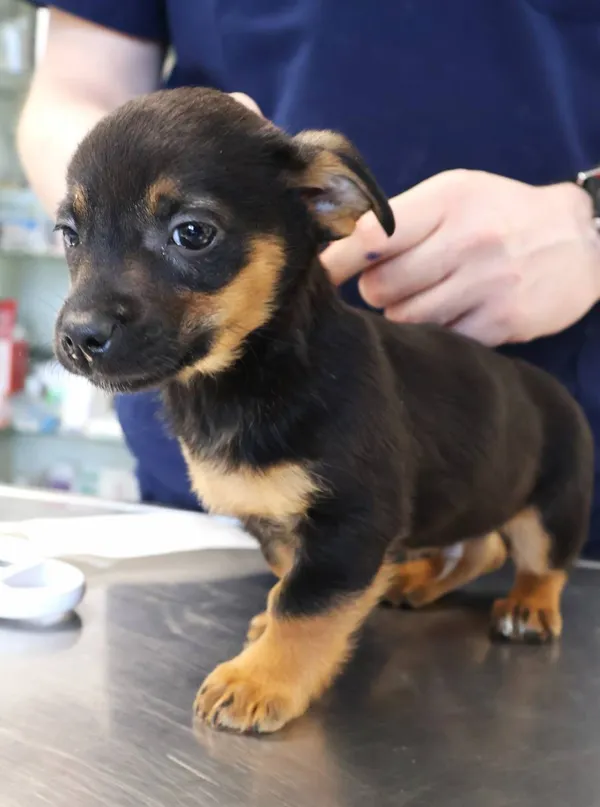 Znaleziono psa, Łódź, 20 listopada 2025 (2/5)