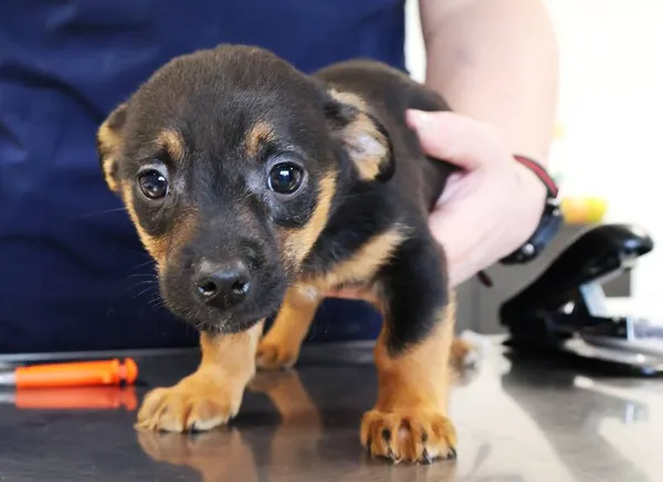 Znaleziono psa, Łódź, 20 listopada 2025 (3/5)