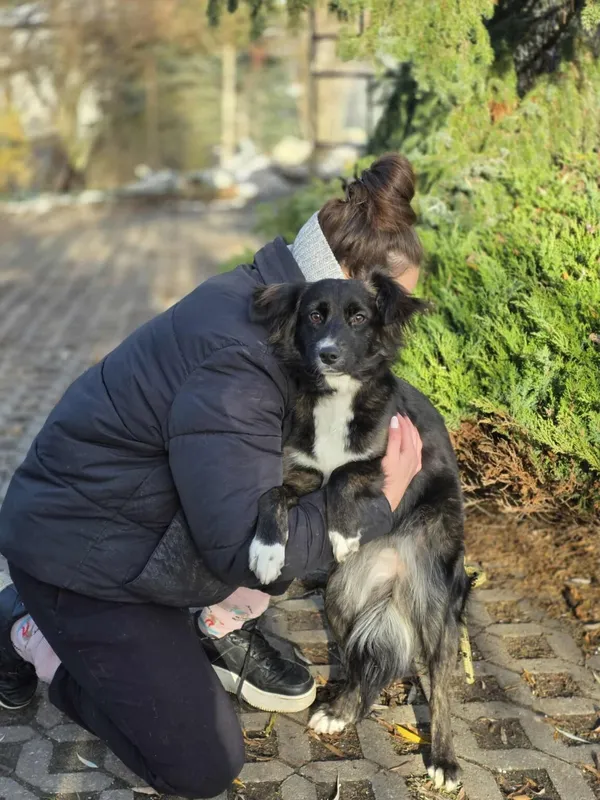 Pies do adopcji, Radom, 21 listopada 2025 (1/4)