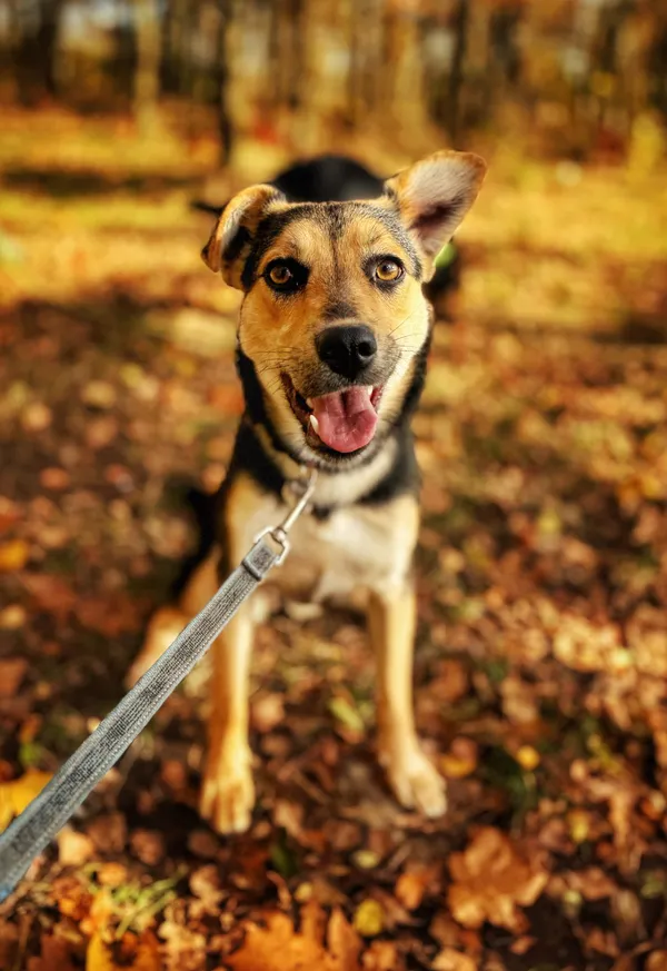 Pies do adopcji, Dłużyna Górna, 21 listopada 2025 (2/5)