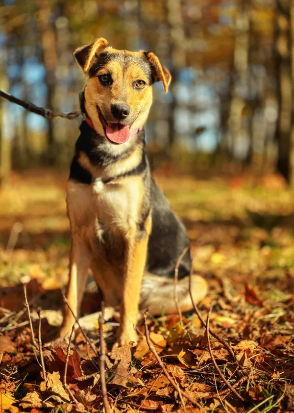 Pies do adopcji, Dłużyna Górna, 21 listopada 2025 (5/5)