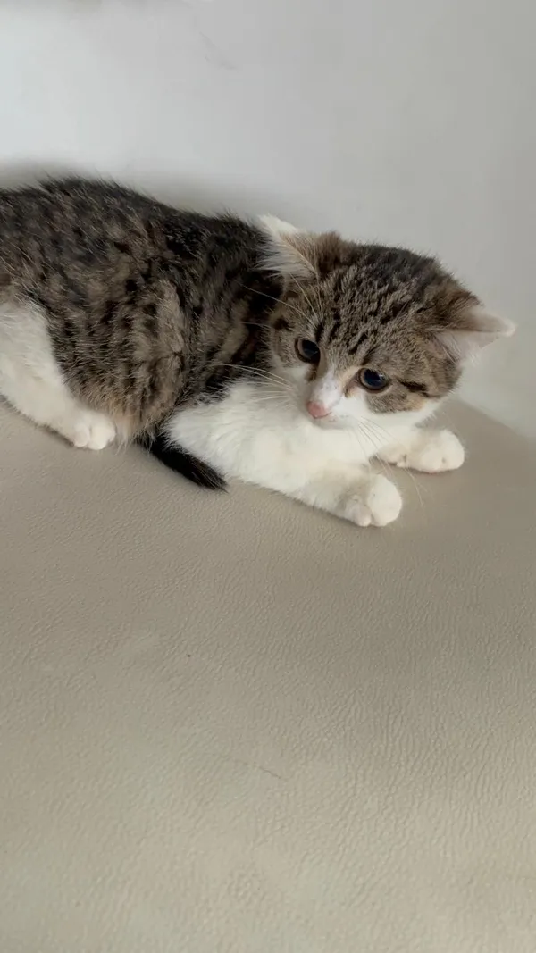 Kot do adopcji, Czartki, 21 listopada 2025 (1/3)