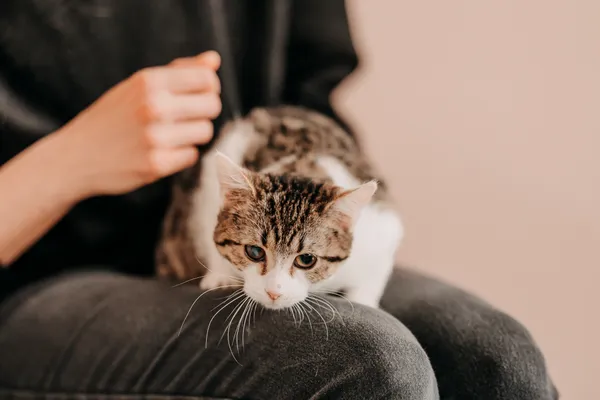Kot do adopcji, Czartki, 21 listopada 2025 (1/5)