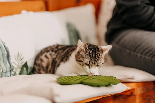 Kot do adopcji, Czartki, 21 listopada 2025 (2/5)