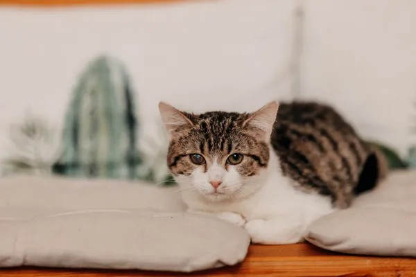 Kot do adopcji, Czartki, 21 listopada 2025 (3/5)
