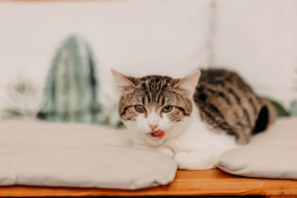 Kot do adopcji, Czartki, 21 listopada 2025 (4/5)