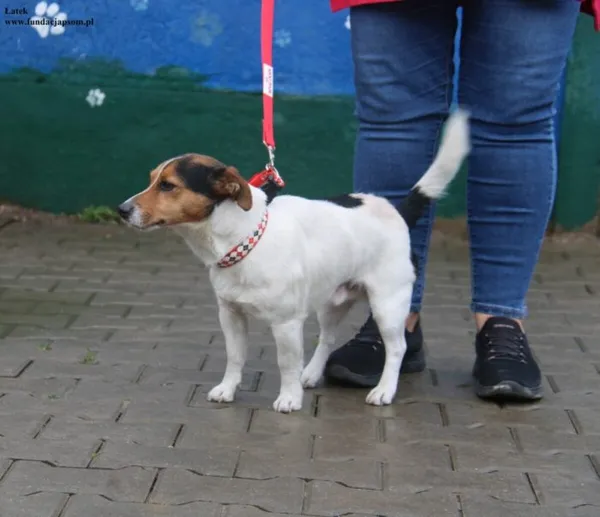 Pies do adopcji, Nowy Dwór Mazowiecki, 21 listopada 2025 (1/5)