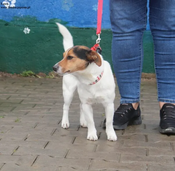 Pies do adopcji, Nowy Dwór Mazowiecki, 21 listopada 2025 (2/5)