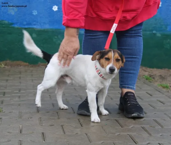 Pies do adopcji, Nowy Dwór Mazowiecki, 21 listopada 2025 (3/5)