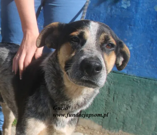 Pies do adopcji, Nowy Dwór Mazowiecki, 26 czerwca 2025 (1/5)