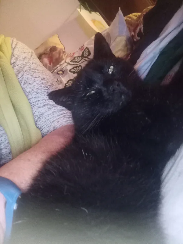 Zaginął kot, Łódź, 21 listopada 2025