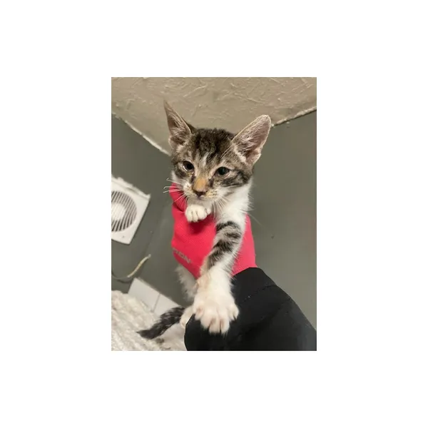 Znaleziono kota, Białystok, 21 listopada 2025