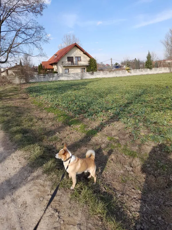 Zaginął pies, Zastów, 22 listopada 2025 (1/4)