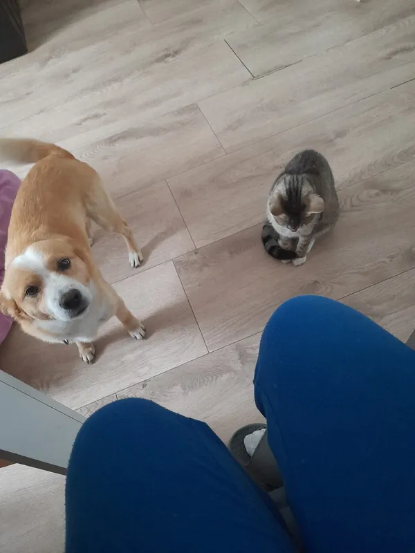 Zaginął pies, Zastów, 22 listopada 2025 (3/4)