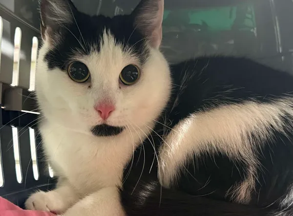 Znaleziono kota, Bydgoszcz, 20 listopada 2025