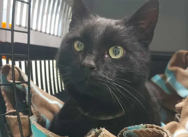 Znaleziono kota, Bydgoszcz, 12 listopada 2025