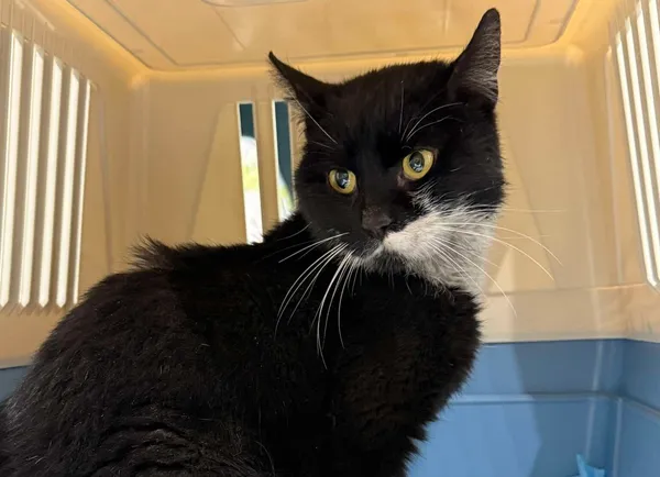 Znaleziono kota, Bydgoszcz, 12 listopada 2025