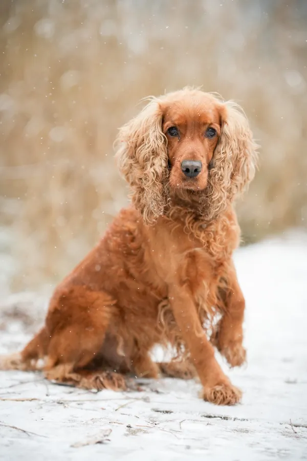 Znaleziono psa, Sosnowiec, 20 listopada 2025 (1/5)