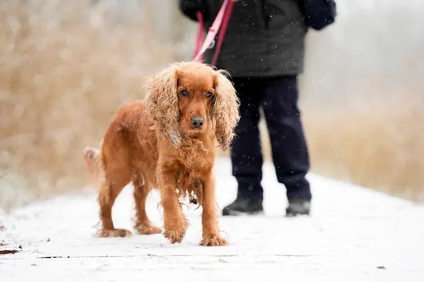 Znaleziono psa, Sosnowiec, 20 listopada 2025 (2/5)