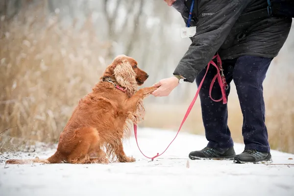 Znaleziono psa, Sosnowiec, 20 listopada 2025 (3/5)