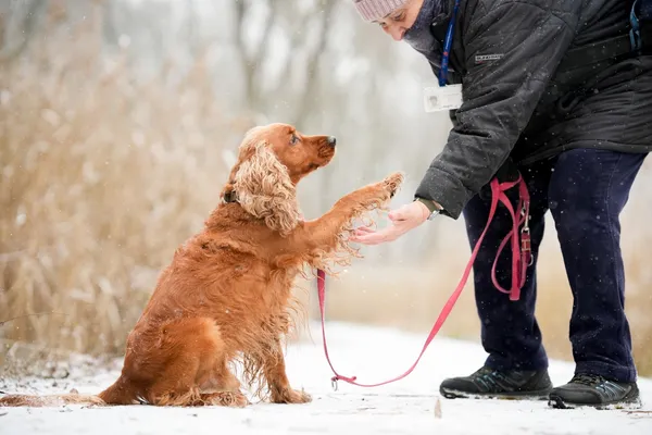 Znaleziono psa, Sosnowiec, 20 listopada 2025 (4/5)