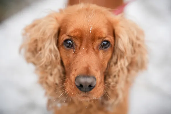 Znaleziono psa, Sosnowiec, 20 listopada 2025 (5/5)