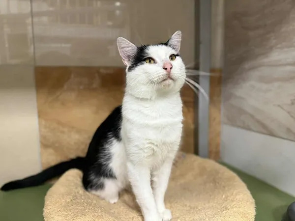 Znaleziono kota, Chojnice, 19 listopada 2025