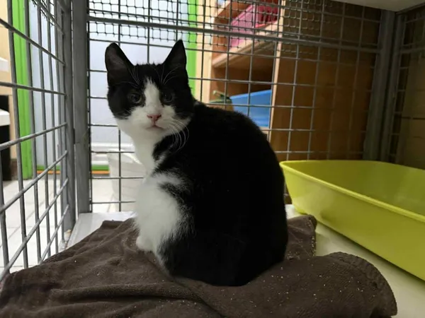 Znaleziono kota, Chojnice, 19 listopada 2025