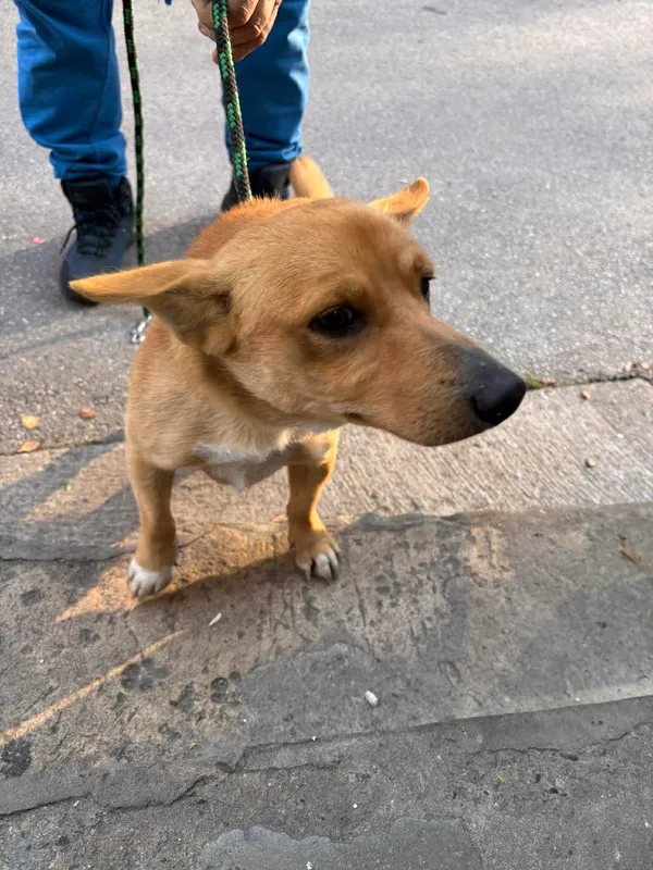 Znaleziono psa, Sosnowiec, 19 listopada 2025