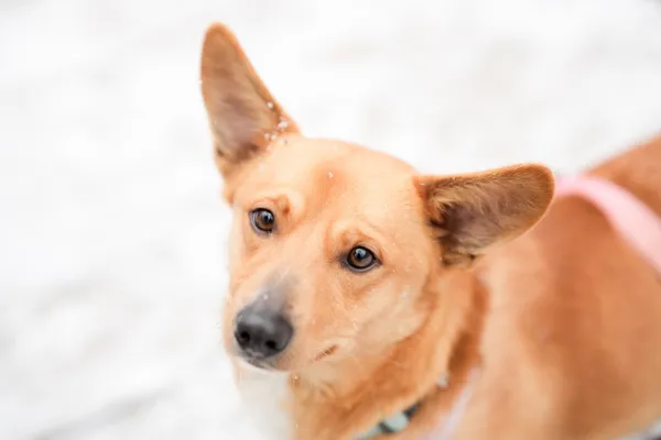 Znaleziono psa, Sosnowiec, 19 listopada 2025 (3/5)