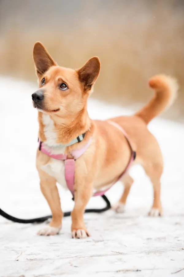 Znaleziono psa, Sosnowiec, 19 listopada 2025 (4/5)