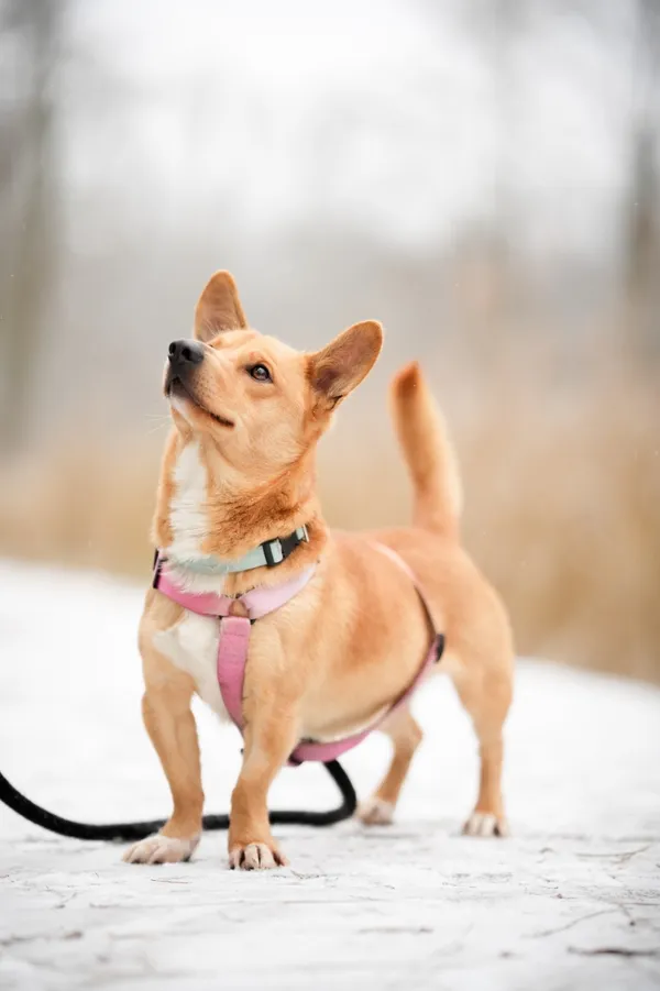 Znaleziono psa, Sosnowiec, 19 listopada 2025 (5/5)