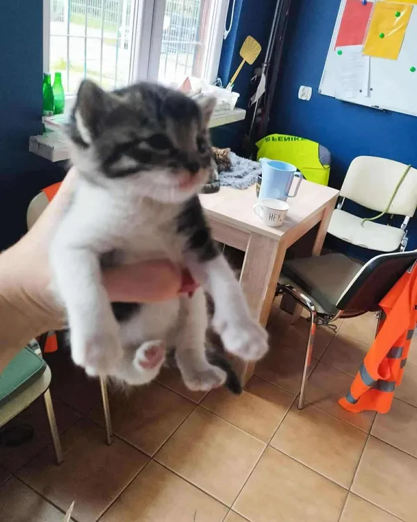 Znaleziono kota, Sosnowiec, 10 października 2025 (1/5)