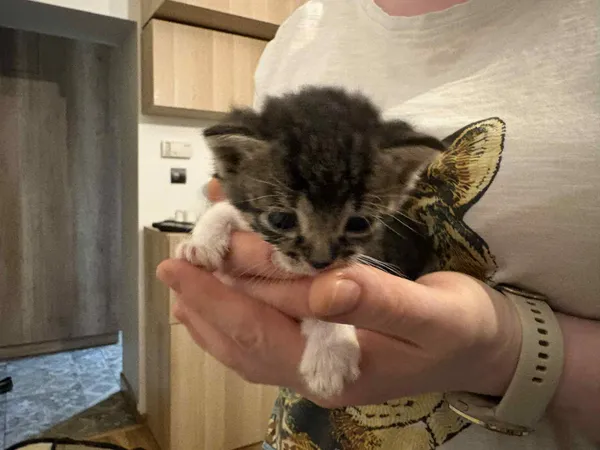 Znaleziono kota, Sosnowiec, 10 października 2025 (2/5)