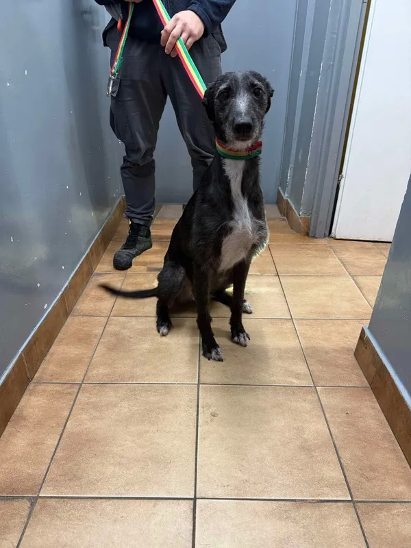 Znaleziono psa, Sosnowiec, 16 listopada 2025