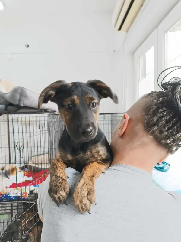 Znaleziono psa, Sosnowiec, 13 listopada 2025