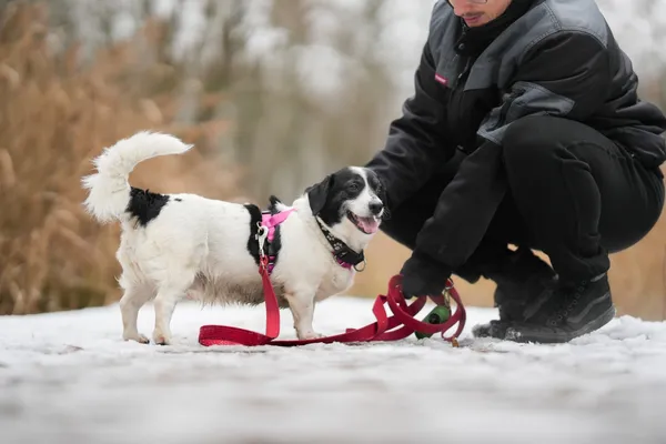 Znaleziono psa, Sosnowiec, 7 listopada 2025 (1/5)
