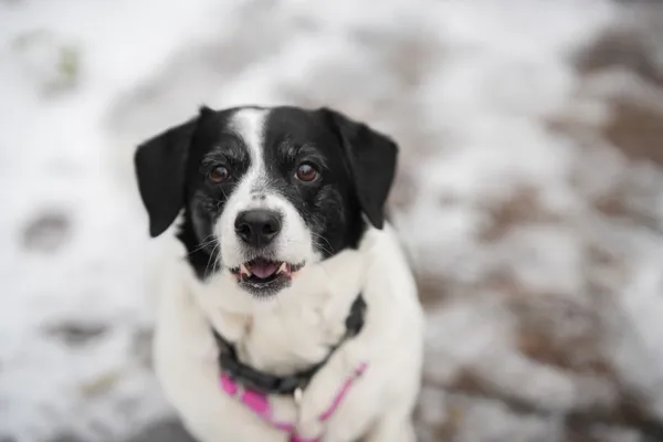 Znaleziono psa, Sosnowiec, 7 listopada 2025 (4/5)