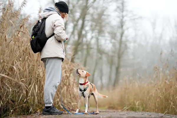 Znaleziono psa, Sosnowiec, 6 listopada 2025 (2/5)