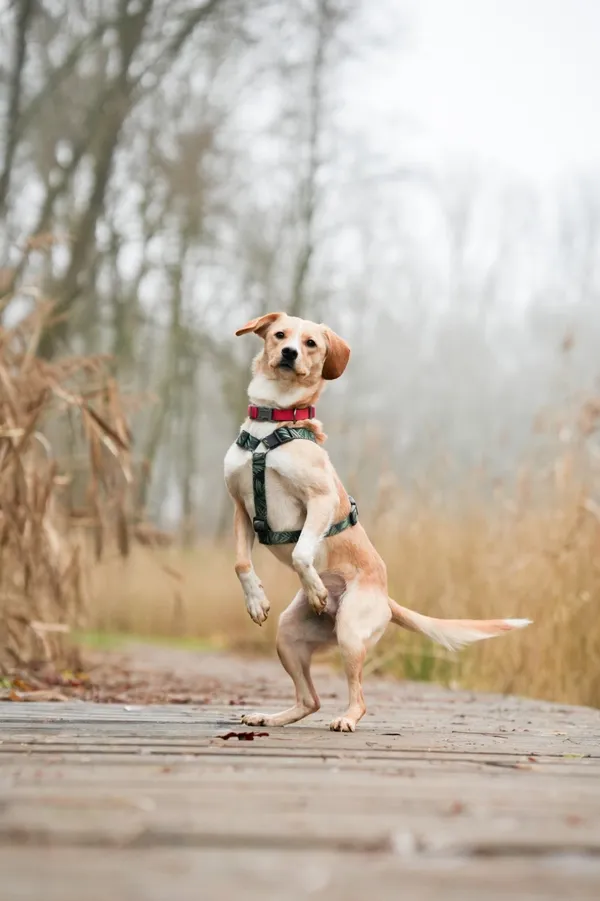 Znaleziono psa, Sosnowiec, 6 listopada 2025 (5/5)