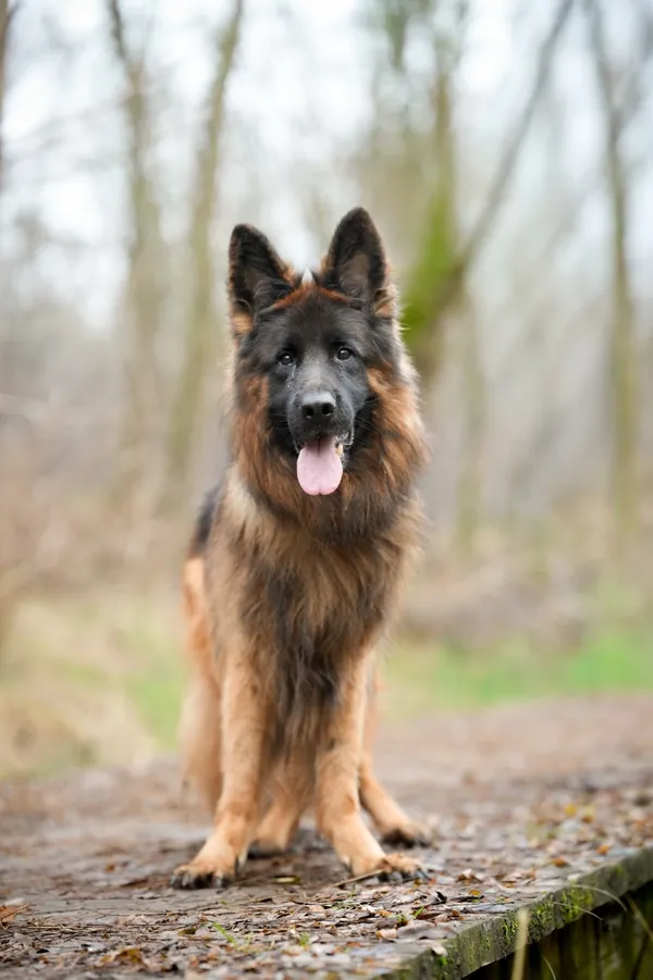 Znaleziono psa, Sosnowiec, 6 listopada 2025 (1/3)