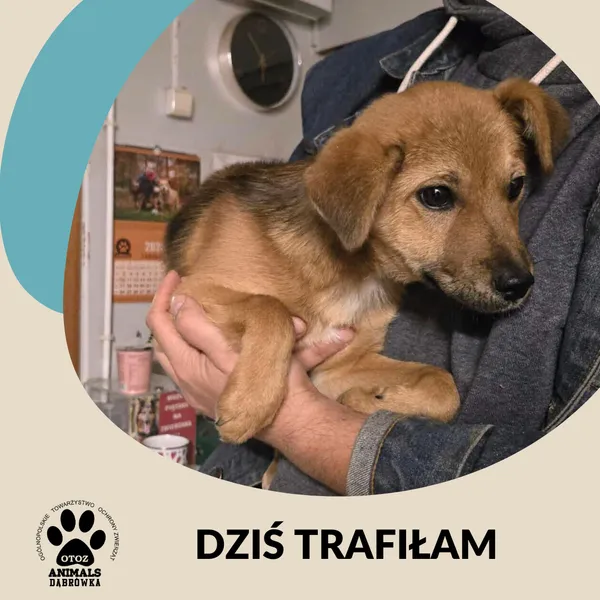 Znaleziono psa, Dąbrówka, 15 listopada 2025