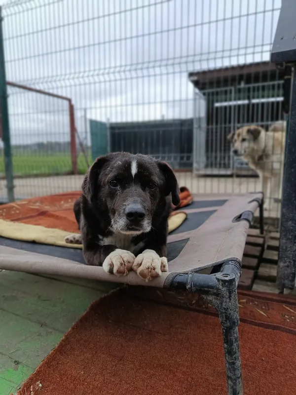 Oddam psa, Warszawa, Stary Mokotów, 22 listopada 2025 (3/5)