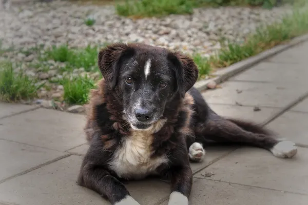 Oddam psa, Warszawa, Stary Mokotów, 22 listopada 2025 (4/5)