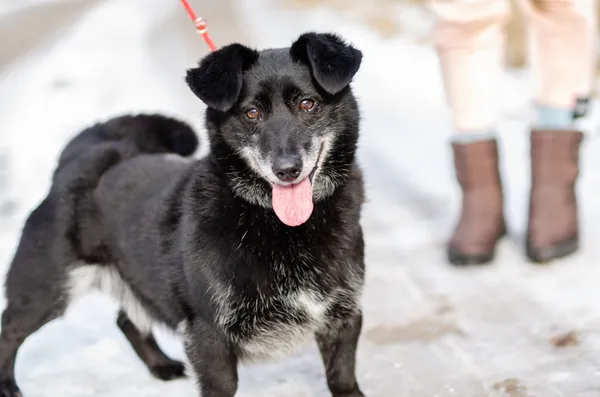 Oddam psa, Olsztyn, Osiedle Tadeusza Kościuszki, 22 listopada 2025 (4/6)