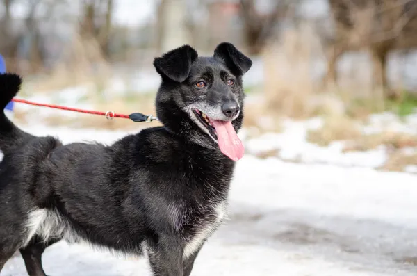 Oddam psa, Olsztyn, Osiedle Tadeusza Kościuszki, 22 listopada 2025 (6/6)