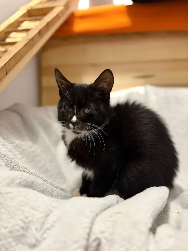 Oddam kota, Olsztyn, Wojska Polskiego, 22 listopada 2025 (2/2)