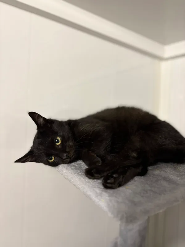 Oddam kota, Olsztyn, Śródmieście, 22 listopada 2025 (1/3)