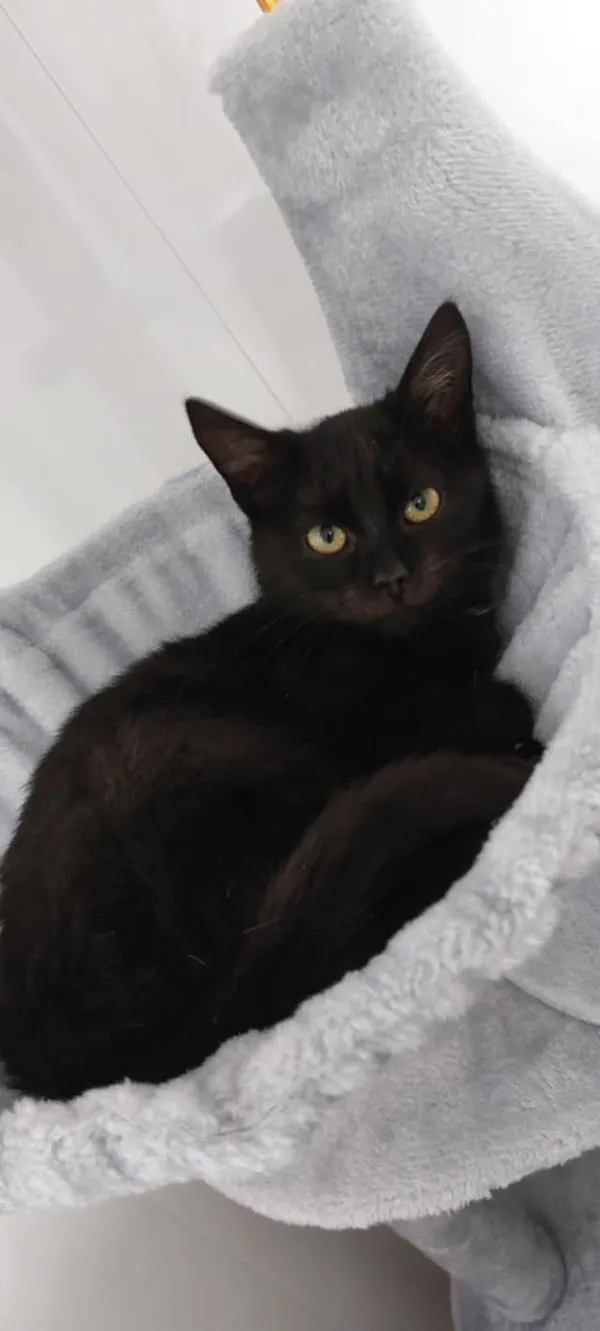 Oddam kota, Olsztyn, Śródmieście, 22 listopada 2025 (3/3)