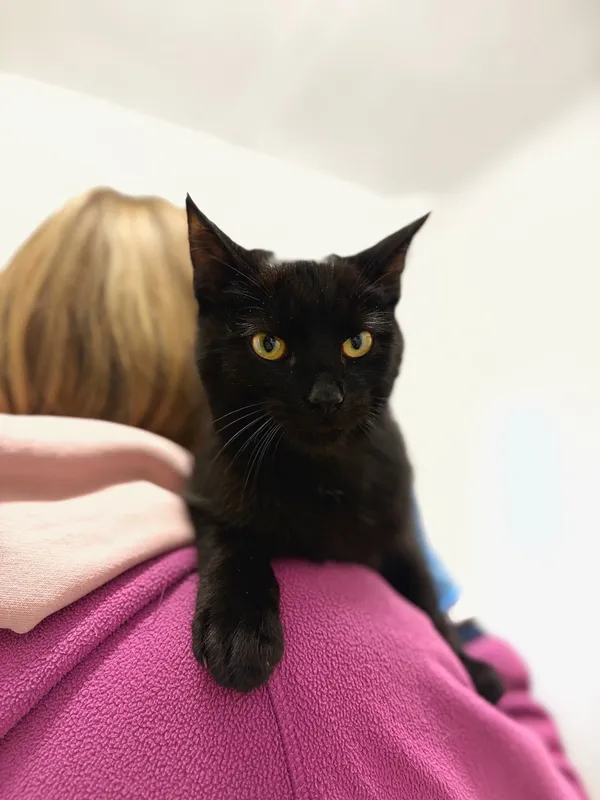 Oddam kota, Olsztyn, Osiedle nad Jeziorem Długim, 22 listopada 2025 (5/5)